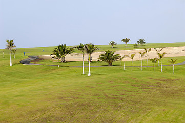 Image showing Palms on golf course