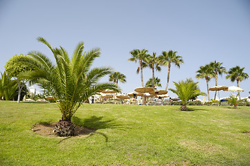 Image showing Palms at hotel resort