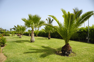 Image showing Palms in garden