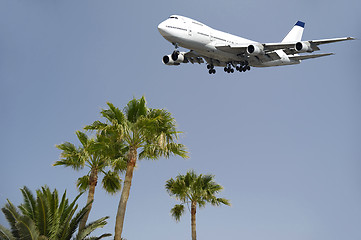 Image showing Jumbo and palms