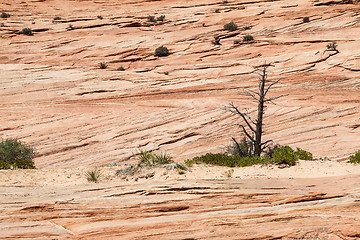 Image showing Zion National Park