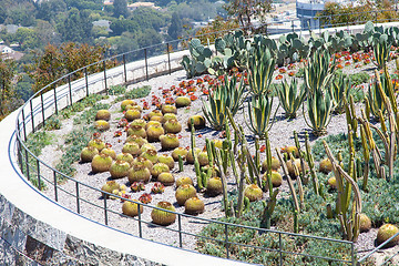 Image showing Cactus Garden