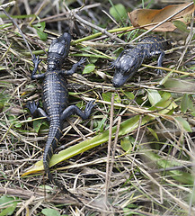 Image showing Baby Alligators