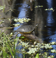 Image showing Turtle On The Lake 