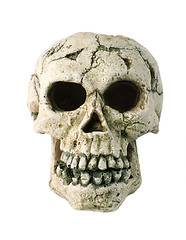 Image showing skull