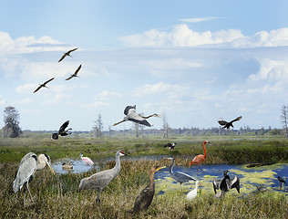 Image showing Florida Wetlands Collage