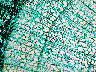 Image showing Pine Wood micrograph