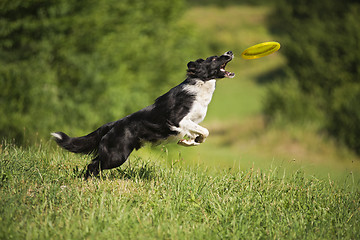 Image showing Border Collie