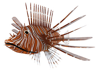 Image showing Pterois or Lionfish