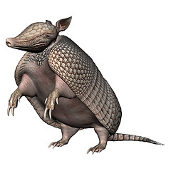 Image showing Armadillo