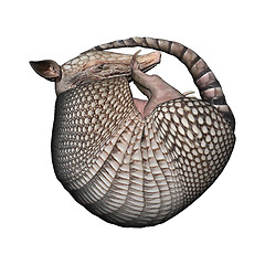 Image showing Armadillo