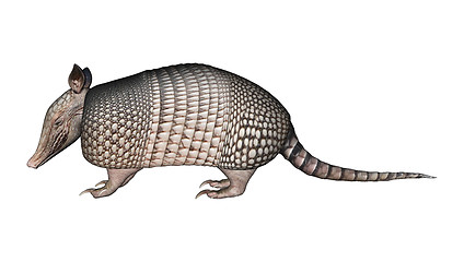 Image showing Armadillo