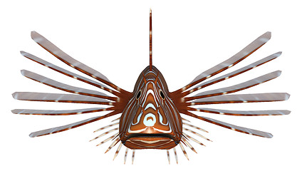 Image showing Pterois or Lionfish