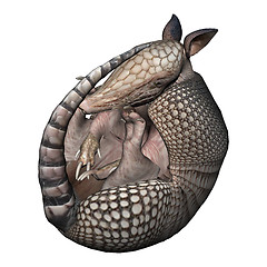 Image showing Armadillo