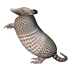 Image showing Armadillo