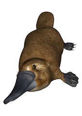 Image showing Platypus on White