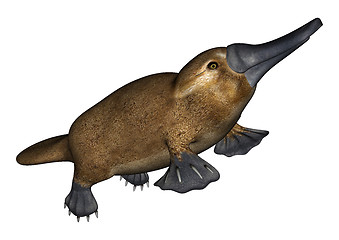 Image showing Platypus