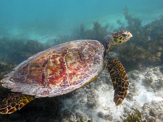 Image showing sea turtle underwater