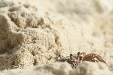 Image showing ghost crab leaves its hole 