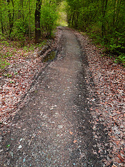 Image showing Forest road