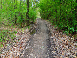 Image showing Forest road