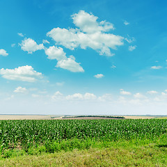 Image showing green maize field and clouds in blue sky