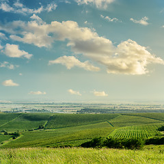 Image showing sunset over green vineyard