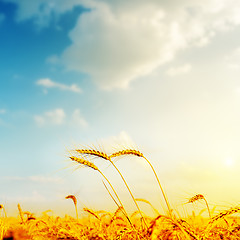 Image showing golden barley and sunset