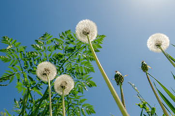 Image showing white dandelion with green grass under blue sky and sun