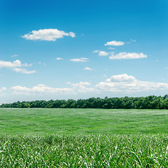 Image showing green grass field and blue sky