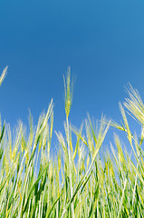 Image showing green harvest under deep blue sky