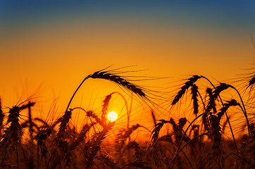 Image showing red sunset over field with harvest