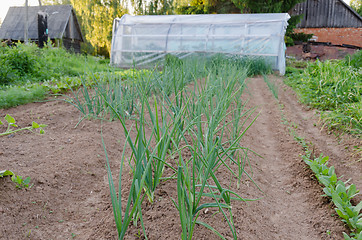 Image showing row of onions in the garden  