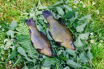 Image showing large tench lying on the tufts of nettle outdoor 