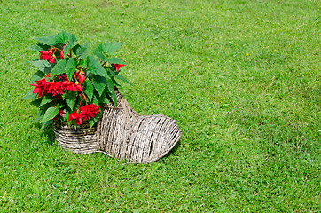 Image showing shoe flower pot with begonias. rural decoration 