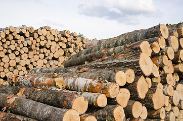 Image showing wood fuel birch and pine logs stacks near forest 