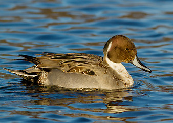 Image showing Northern Pintail