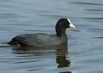 Image showing Common Coot