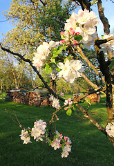 Image showing Apple blossoms in spring