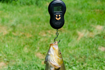 Image showing closeup weights shiny big tench fish 