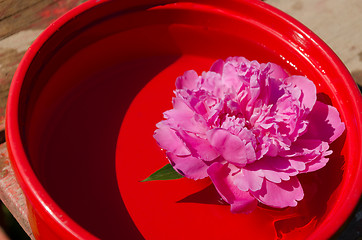 Image showing pink peony flower immersed in red clay bowl  