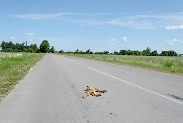 Image showing on the asphalt  lying wounded fox 