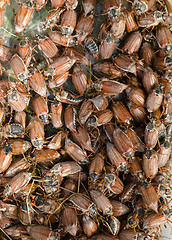 Image showing cockchafer chafer bunch 