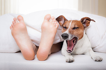 Image showing sleeping dog and owner