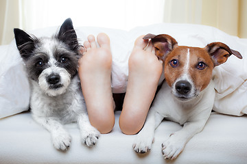 Image showing couple of dogs and owner