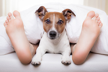 Image showing sleeping dog and owner