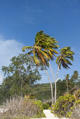 Image showing coco palms on the beach of tropical island