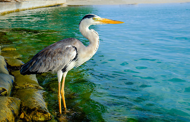 Image showing Grey Heron