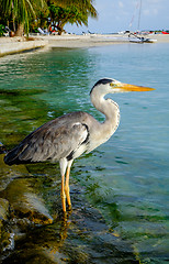 Image showing Grey Heron