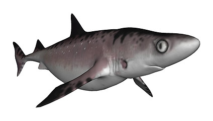 Image showing Shark
